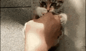 Cat playing with hands