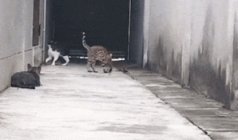 Karate Cat Strikes Again