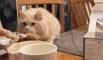 Cat tastes ice cream for the first time