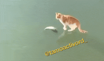 Cat wants fish