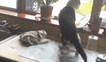 Cat jumps to dog in kitchen
