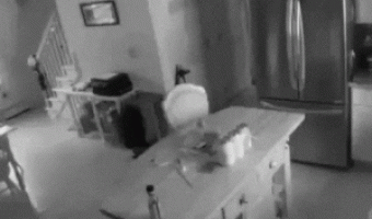 Cat jumps on eating table