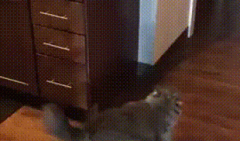 Failed jump cat