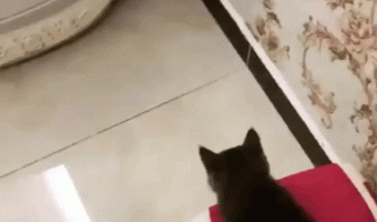 Cat thinks he is mechanical