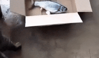 Cat and fish box
