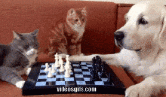 Cat and Dog Playing Chess