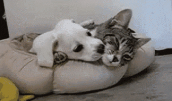 Cat and Dog best friends