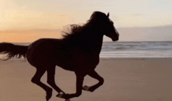 Horse on the beach