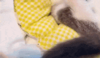It Fell Asleep While Eating