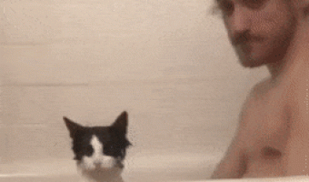 The cat’s face in the bathtub