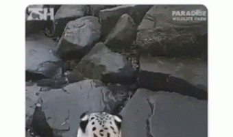 Scared leopard when seeing camera
