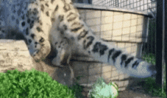 Leopard eats lettuce