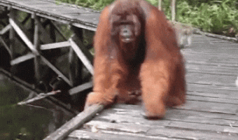 Monkeys take a risk and steal banana from Orangutan