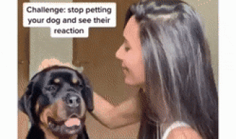 New challenge: Stop stroking your dog and wait for his reaction