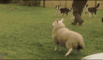 Sheep jumping like dog
