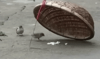 Little bird risks his life to feed his love