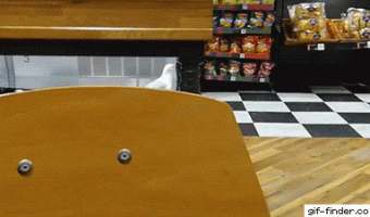 Bird grabs food in store