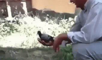 Pigeon vs cat