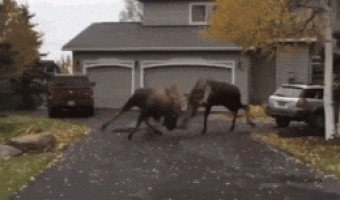 Reindeer fight outside the house