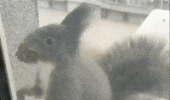 Little squirrel comes home for some nuts