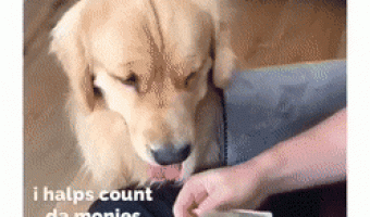 Dog helping to count money