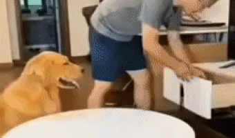 Dog teases his human