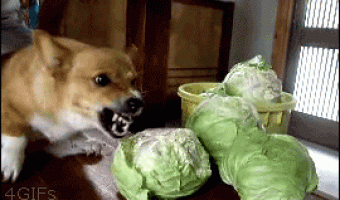 Dog eats lettuce