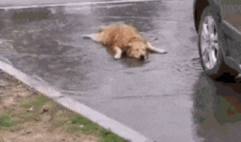 Dog enjoys the rain