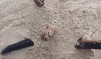 Dog enjoying in the sand