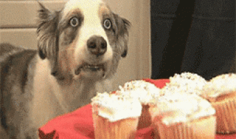 Dog in Shock by Coronavirus Doesn’t Want Cupcakes