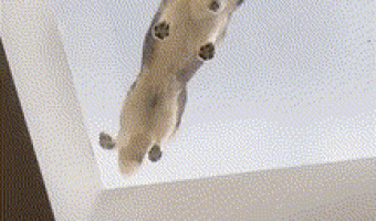 Dog on transparent roof