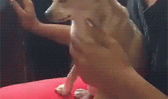 Dog likes petting