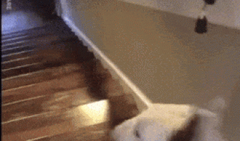 Dog wants to go down stairs