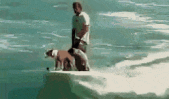 Dogs surfing
