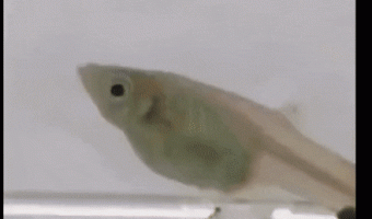 Newborn fish