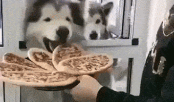 Pizzas for dogs