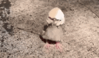 Chick was born with a helmet