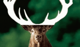 Put the horns on the deer