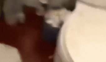 What’s inside the toilet