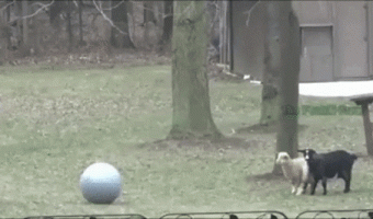 What happened to the dogs