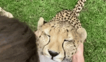 Relaxing a leopard