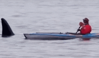 Paddling and Shark