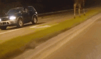 Reindeer on road