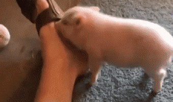 So good to see little piggy get a relief of that itch