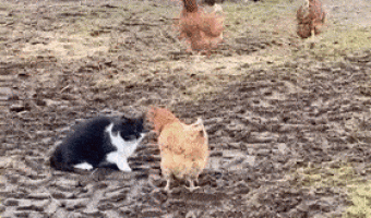 Solidarity between chickens