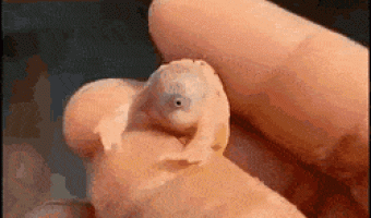 One-eyed turtle