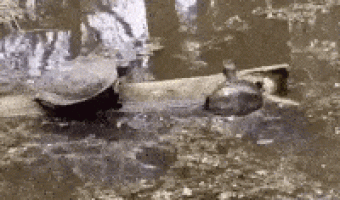 Turtles arguing in Rio