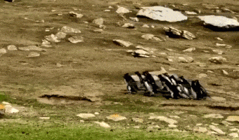 Penguins exchanging information