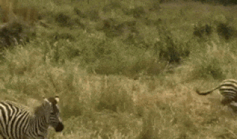 Zebra saves another from a tiger
