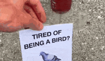Tired of being a bird? Call us …